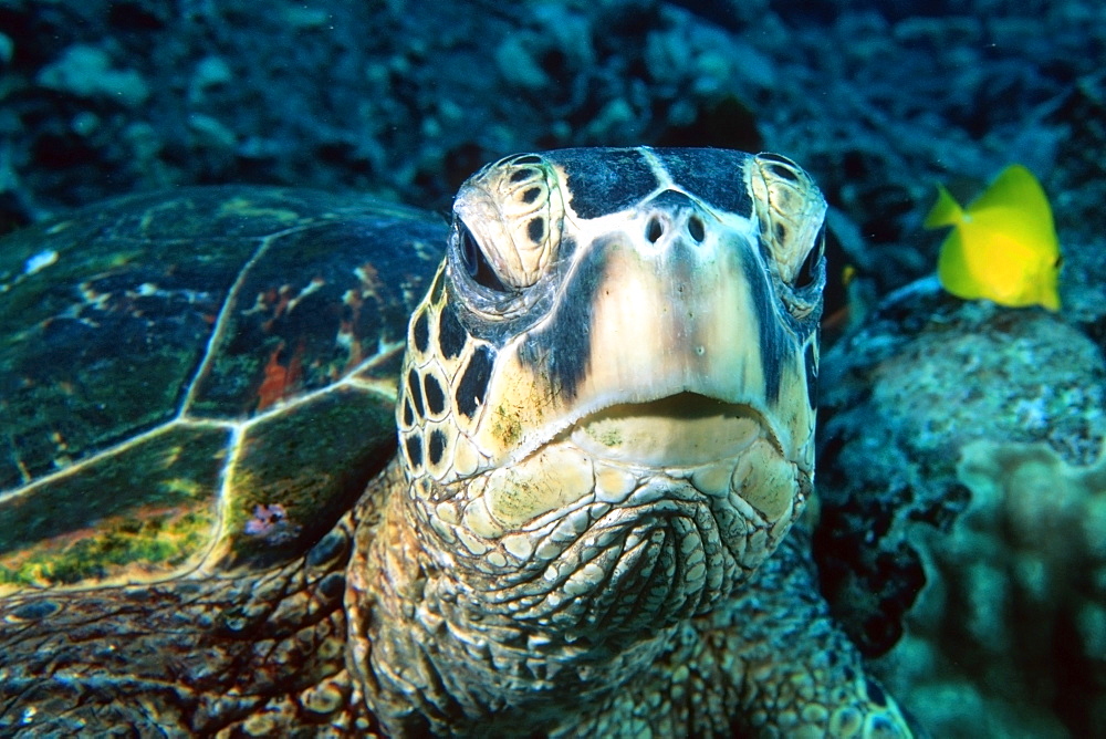 Green sea turtle (Chelonia mydas) head detail, Kailua-Kona, Hawaii, United States of America, Pacific