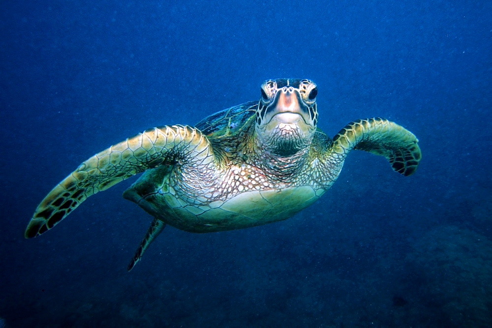 Green sea turtle (Chelonia mydas), Hanauma bay, Oahu,  Hawaii, United States of America, Pacific