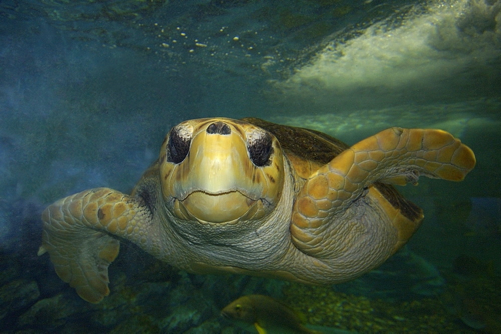 Green sea turtle (Chelonia mydas) head detail, Kailua-Kona, Hawaii, United States of America, Pacific