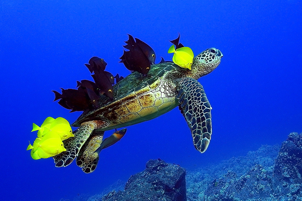 Green sea turtle (Chelonia mydas) gets cleaned by yellow tangs (Zebrasoma flavescens) and lined bristletooth (Ctenochaetus striatus), Kailua-Kona, Hawaii, United States of America, Pacific