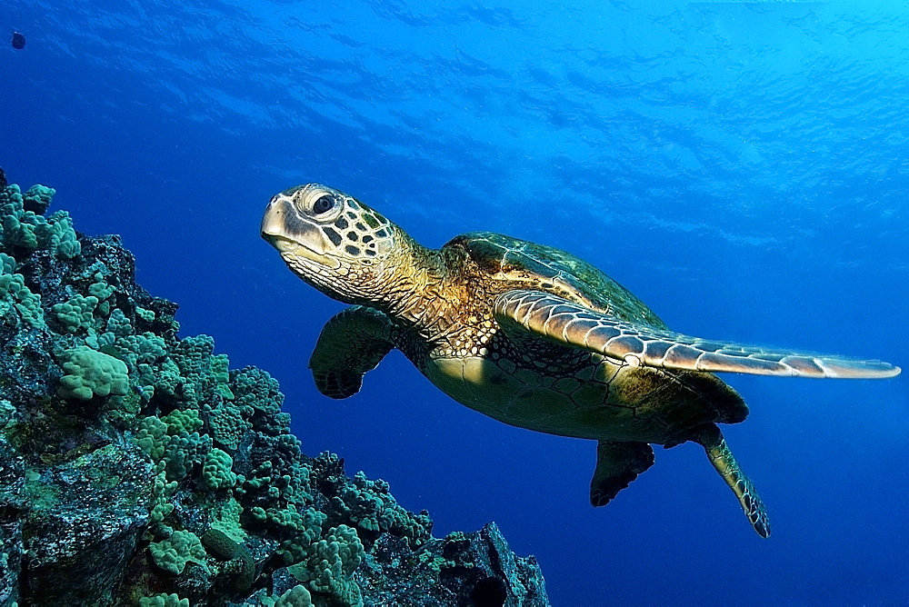 Green sea turtle (Chelonia mydas), Kailua-Kona, Hawaii, United States of America, Pacific