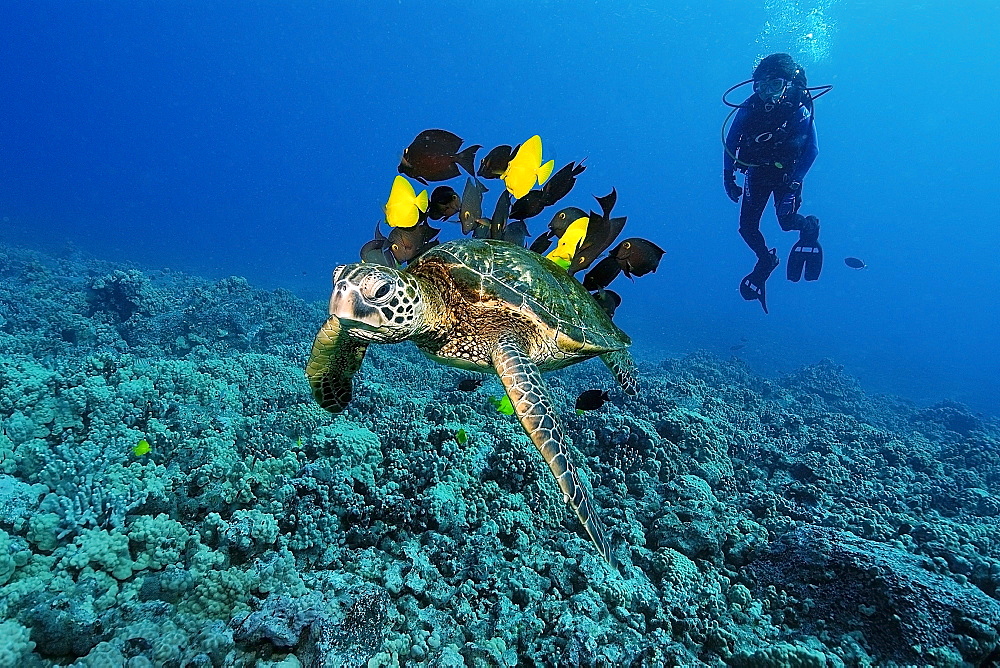 Diver observes green sea turtle (Chelonia mydas) gets cleaned by yellow tangs (Zebrasoma flavescens) and lined bristletooth (Ctenochaetus striatus), Kailua-Kona, Hawaii, United States of America, Pacific