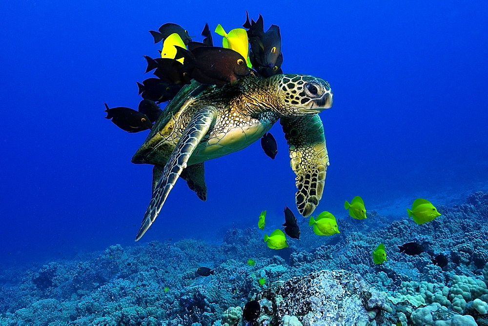 Green sea turtle (Chelonia mydas) gets cleaned by yellow tangs (Zebrasoma flavescens) and lined bristletooth (Ctenochaetus striatus), Kailua-Kona, Hawaii, United States of America, Pacific