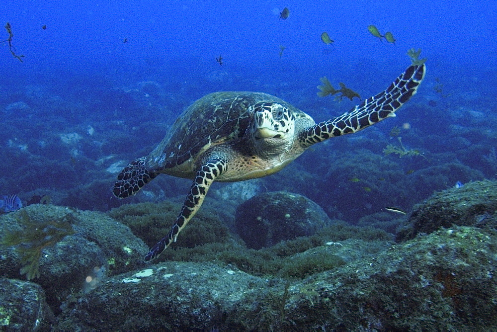 Green sea turtle (Chelonia mydas), Ilha do meio, Fernando de Noronha national marine sanctuary, Pernambuco, Brazil, South America