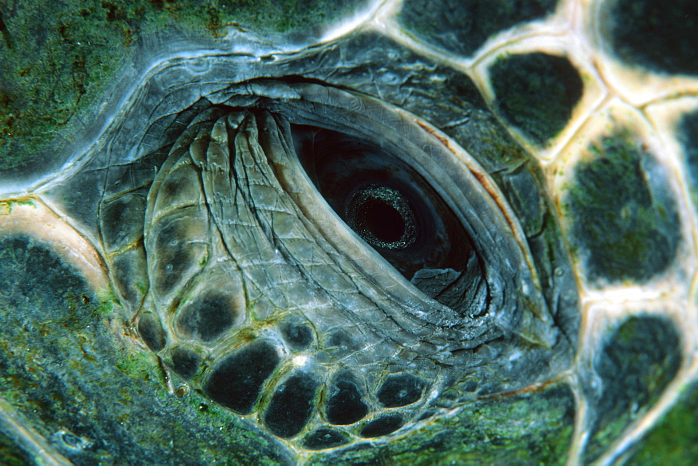 Eye detail, green sea turtle (Chelonia mydas), Kailua-Kona, Hawaii, United States of America, Pacific