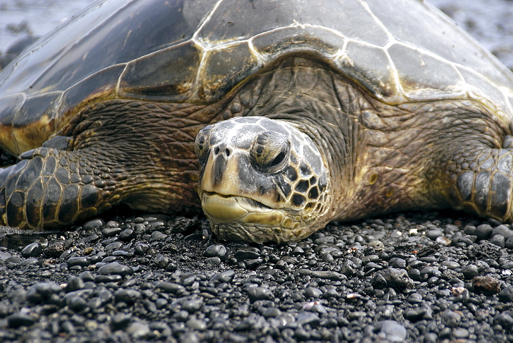 Green sea turtle (Chelonia mydas) resting on shore, Black Sand Beach, Big Island, Hawaii,, United States of America, Pacific