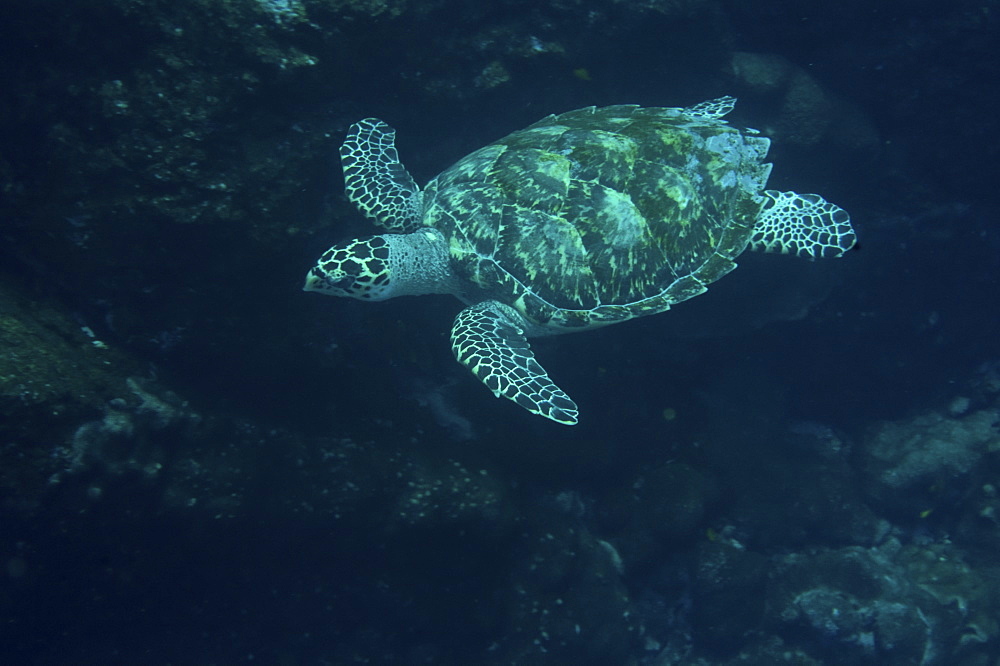 Hawksbill turtle (Eretmochelys imbricata). St. Peter and St. Paul's rocks, Brazil, South America