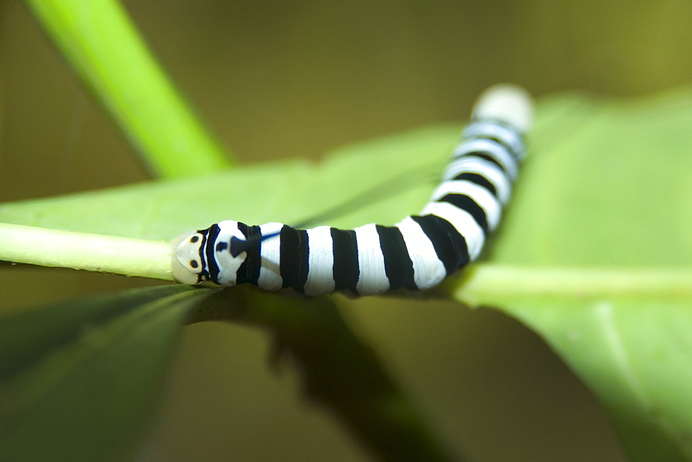 Sphingidae moth  larvae on leaf, Mamiraua sustainable development reserve, Amazonas, Brazil, South America