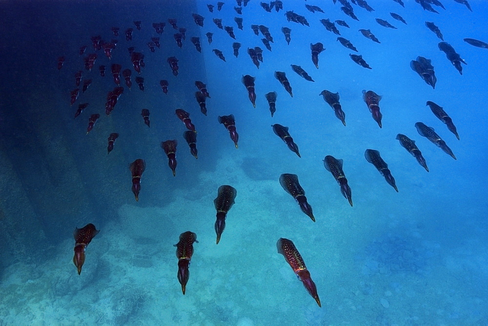 Bigfin reef squid (Sepioteuthis lessoniana) schooling, Rongelap, Marshall Islands, Micronesia, Pacific