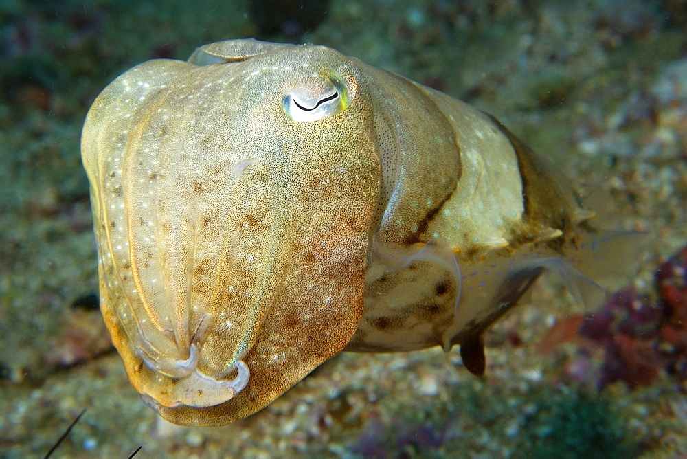 Broadband cuttlefish (Sepia latimanus) in sandy bottom, Gato Island, Cebu, Philippines, Southeast Asia, Asia