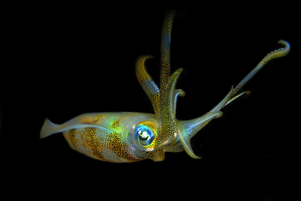 Bigfin reef squid (Sepioteuthis lessoniana), Dumaguete, Negros Island, Philippines, Southeast Asia, Asia