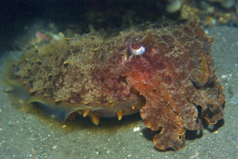 Reef cuttlefish (Sepia sp.) at night, Dumaguete, Negros Island, Philippines, Southeast Asia, Asia