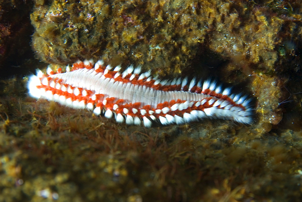 Bearded fireworm (Hermodice carunculata), St. Peter and St. Paul's rocks, Brazil, South America