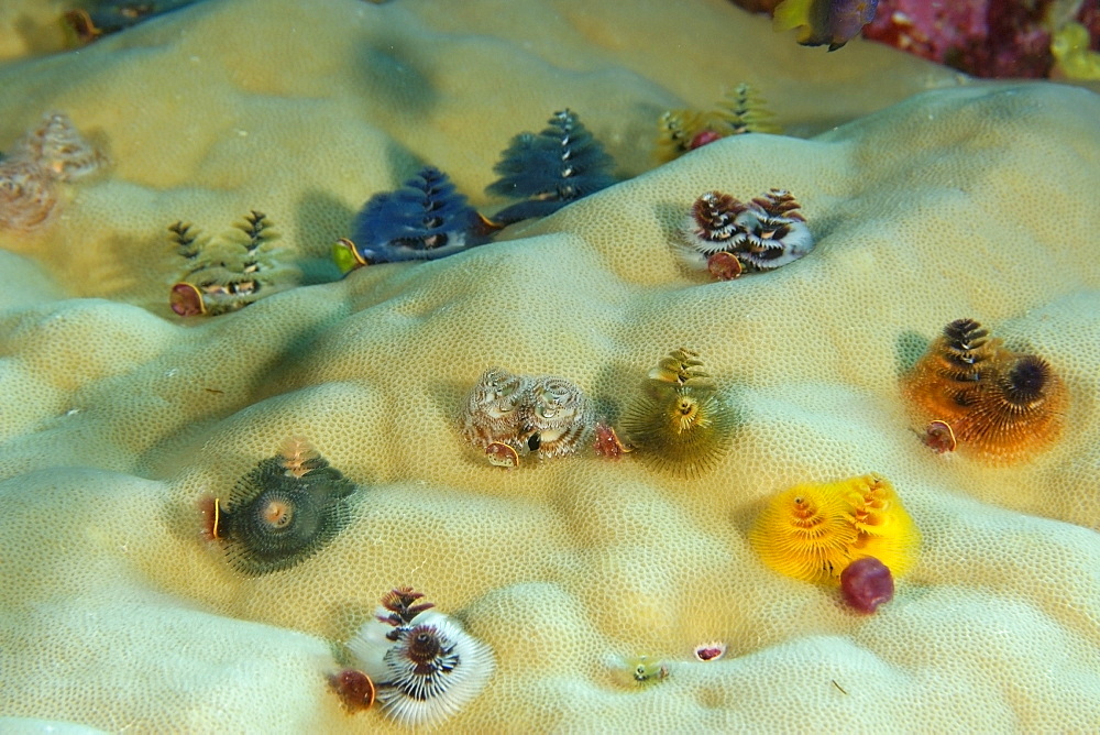 Lobe coral (Porites lobata) covered with christmas tree worms (Spirobranchus giganteus), Namu atoll, Marshall Islands, Pacific