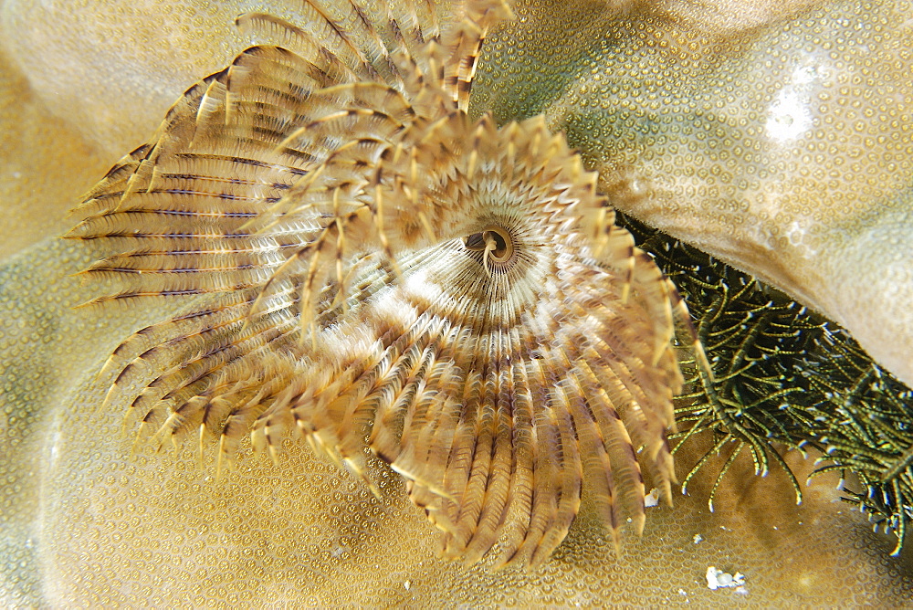 Tubeworm, Sabellastarte sp.,   Monkey beach, Puerto Galera, Mindoro, Philippines
