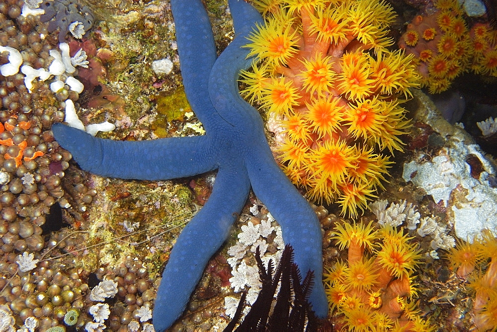 Blue sea star (Linckia laevigata) and orange cup coral (Tubastrea faulkneri) at night, West Escarceo, Puerto Galera, Mindoro, Philippines, Southeast Asia, Asia