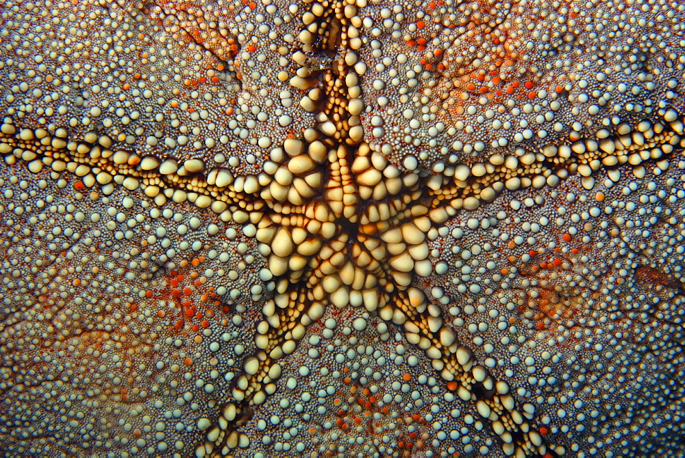 Cushion star (Culcita novaguineae) skin texture, Ailuk atoll, Marshall Islands, Pacific