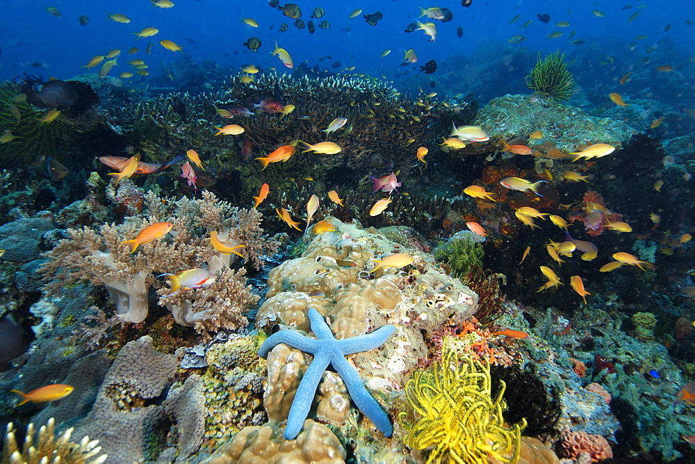 A multitude of sponges, tunicates, feather stars, sea stars, soft and hard corals as well as fish co-exist harmoniously in the reefs at Cogon, Apo Island marine reserve, Philippines, Visayan sea, Southeast Asia, Asia