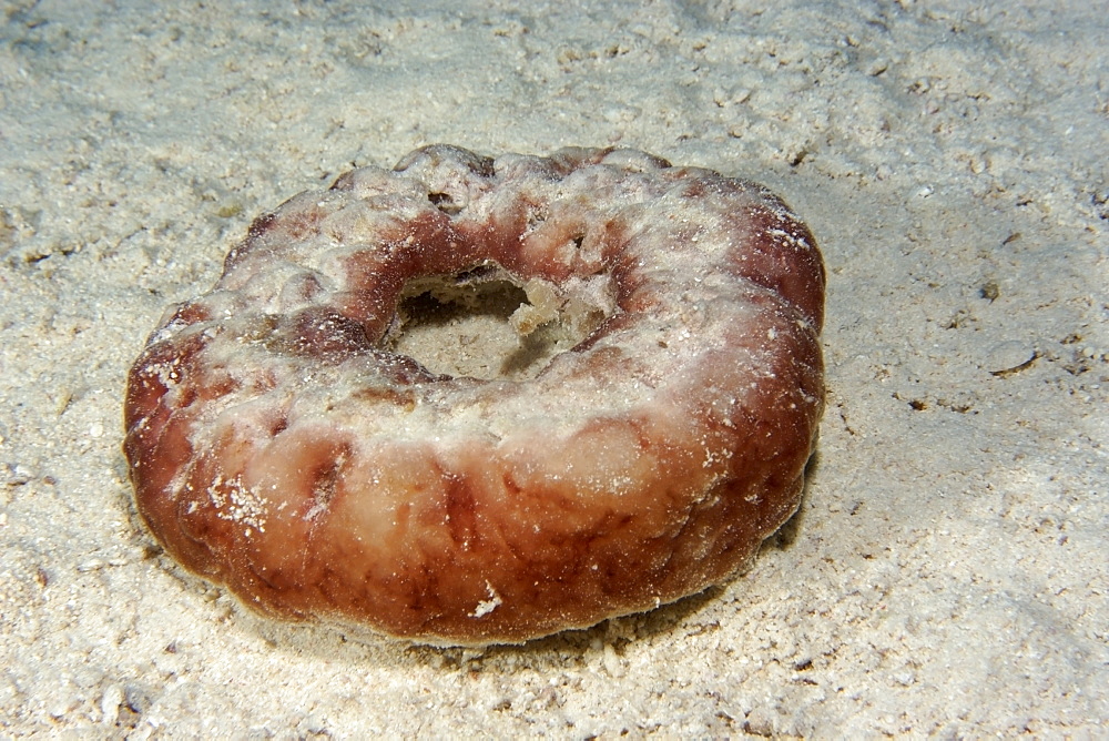 Unidentified sponge, Rongelap, Marshall Islands, Micronesia, Pacific