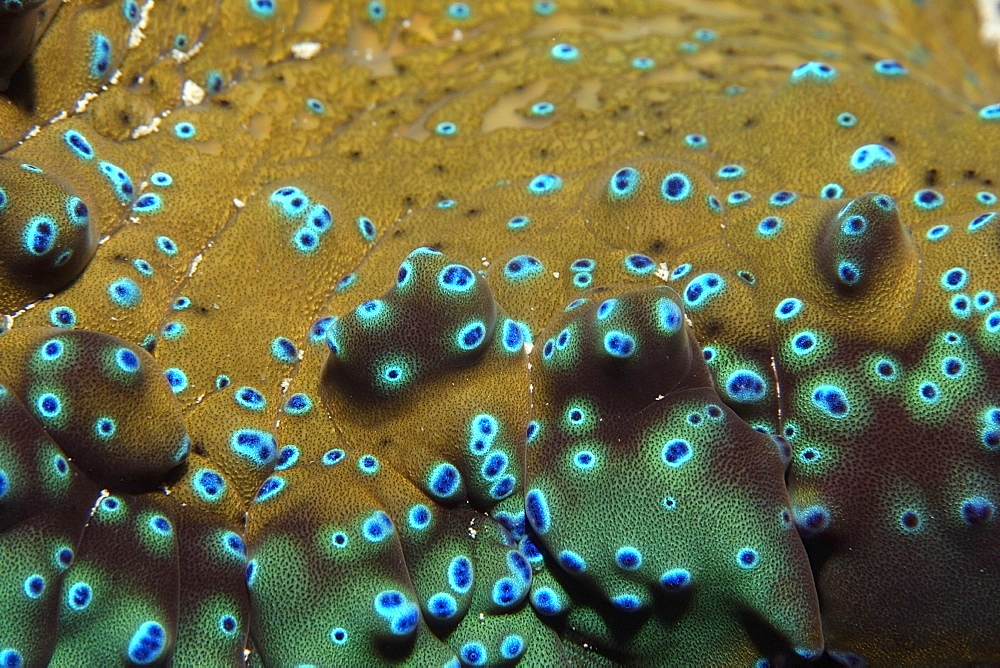 Giant clam (Tridacna gigas), detail of mantle covered with eye spots, Rongelap, Marshall Islands, Micronesia, Pacific