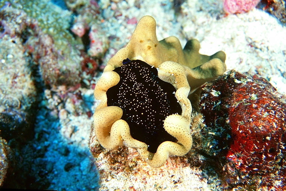 Egg cowrie, Similan Islands, Thailand, Andaman Sea, Southeast Asia, Asia