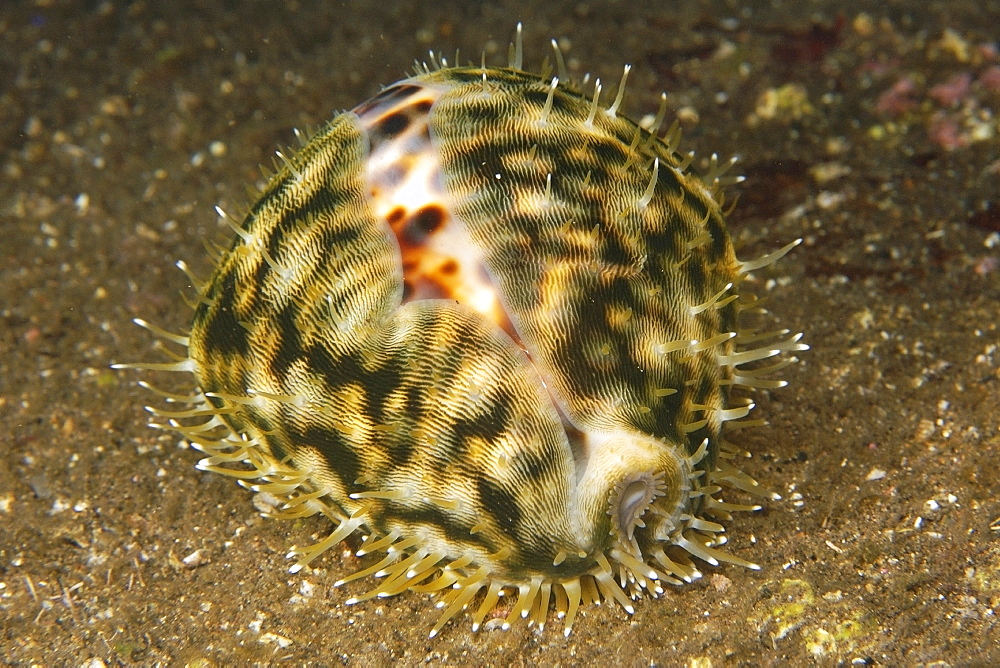 Tiger cowrie (Cypraea tigris) at night, Dumaguete, Negros, Philippines, Southeast Asia, Asia