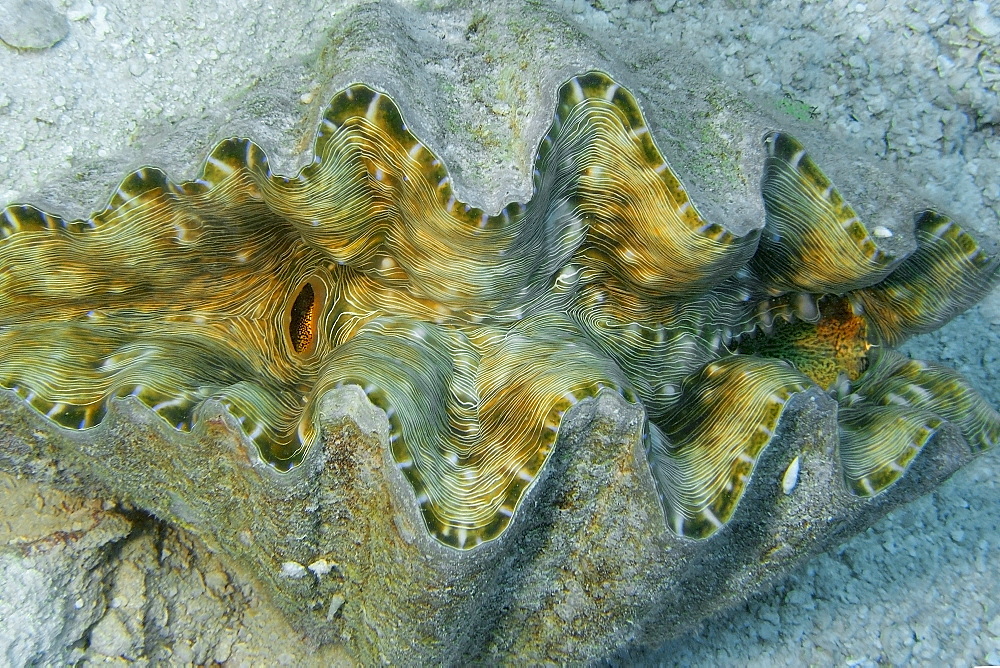 Horseshoe clam (Hippopus hippopus) on sandy bottom, Namu atoll, Marshall Islands, Pacific