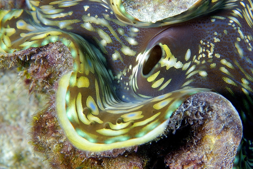 Fluted giant clam (Tridacna squamosa), Rongelap, Marshall Islands, Micronesia, Pacific