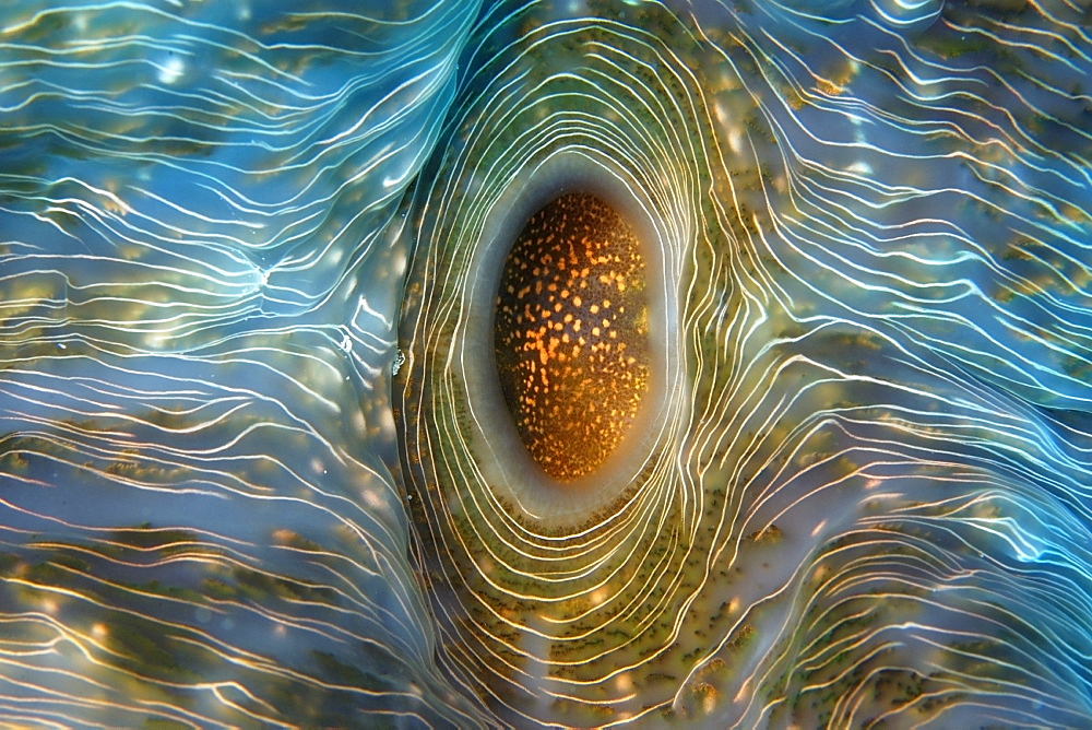 Horseshoe clam (Hippopus hippopus) on sandy bottom, Rongelap, Marshall Islands, Pacific