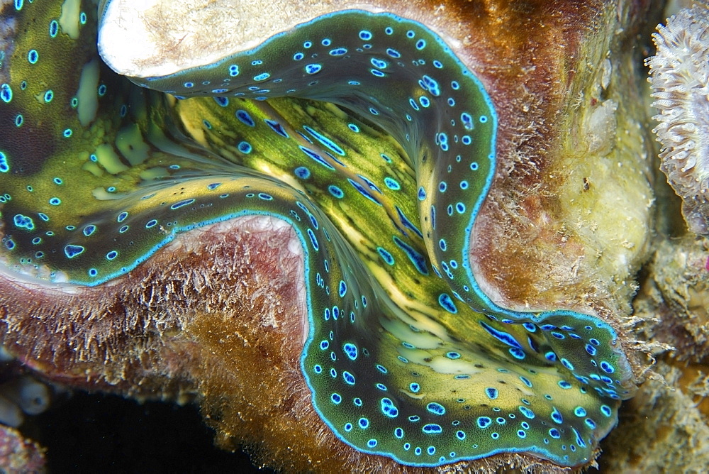 Fluted giant clam (Tridacna squamosa), Rongelap, Marshall Islands, Micronesia, Pacific