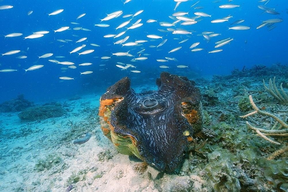 Giant clam (Tridacna gigas), Rongelap, Marshall Islands, Micronesia, Pacific