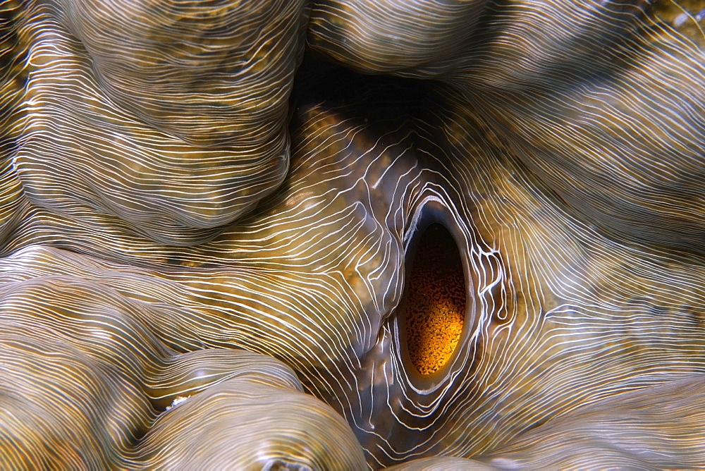 Horseshoe clam (Hippopus hippopus), Rongelap, Marshall Islands, Pacific