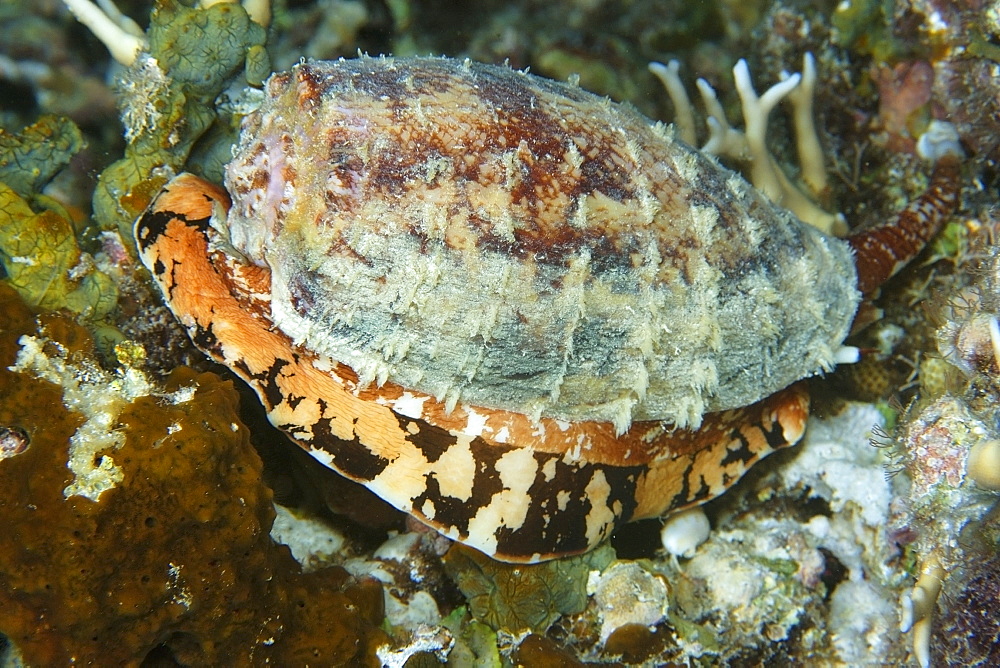 Cone shell (Conus geographus), most toxic conus species, Short drop-off, Palau, Caroline Islands, Micronesia, Pacific Ocean, Pacific