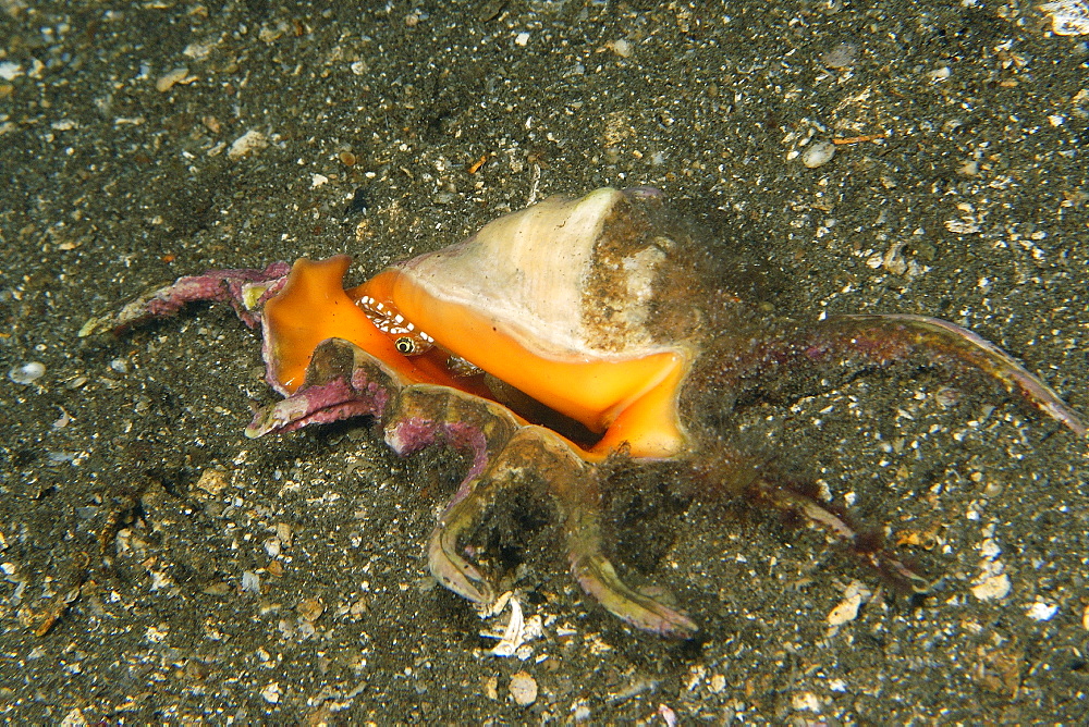 Scorpion conch (Lambis sp.) peeking out its shell at night, Dumaguete, Negros, Philippines, Southeast Asia, Asia