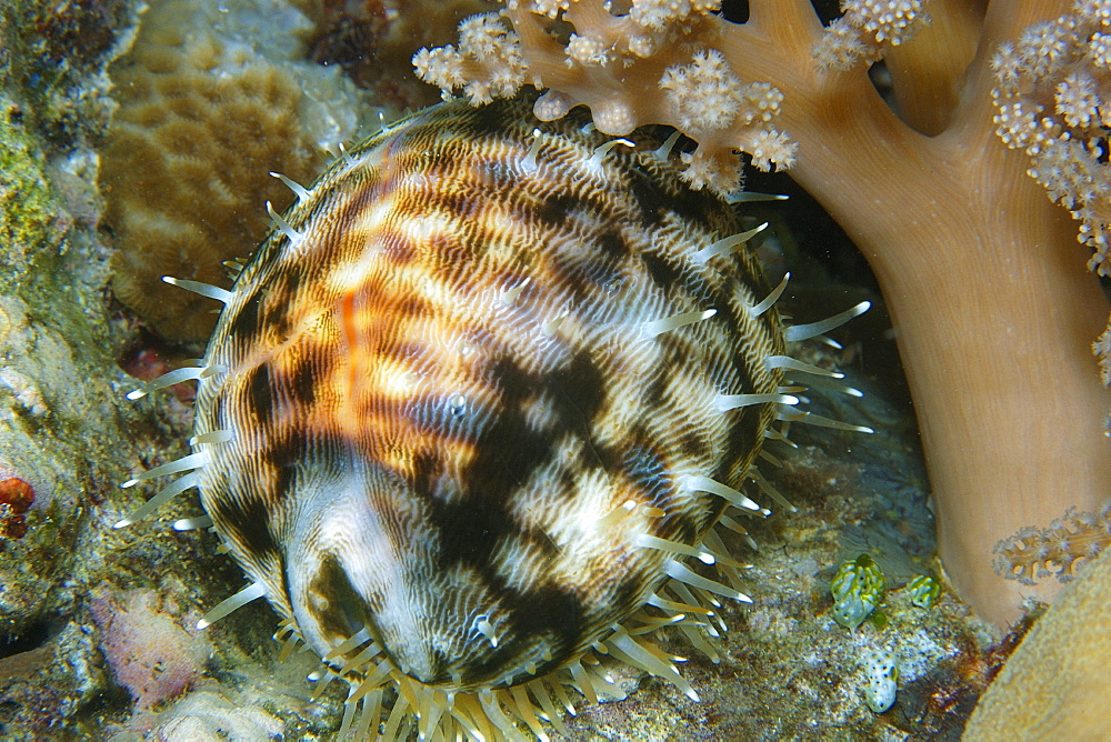 Tiger cowrie (Cypraea tigris) at night, Short drop-off, Palau, Caroline Islands, Micronesia, Pacific Ocean, Pacific