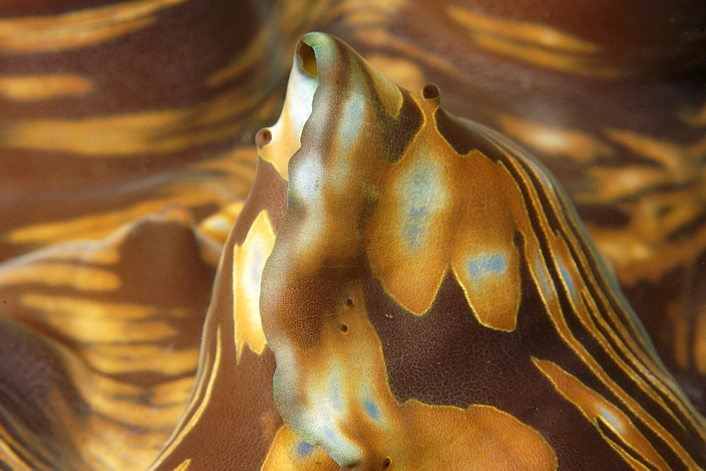 Giant clam (Tridacna sp) detail of mantle and eyes, Dauin, Negros, Philippines, Southeast Asia, Asia