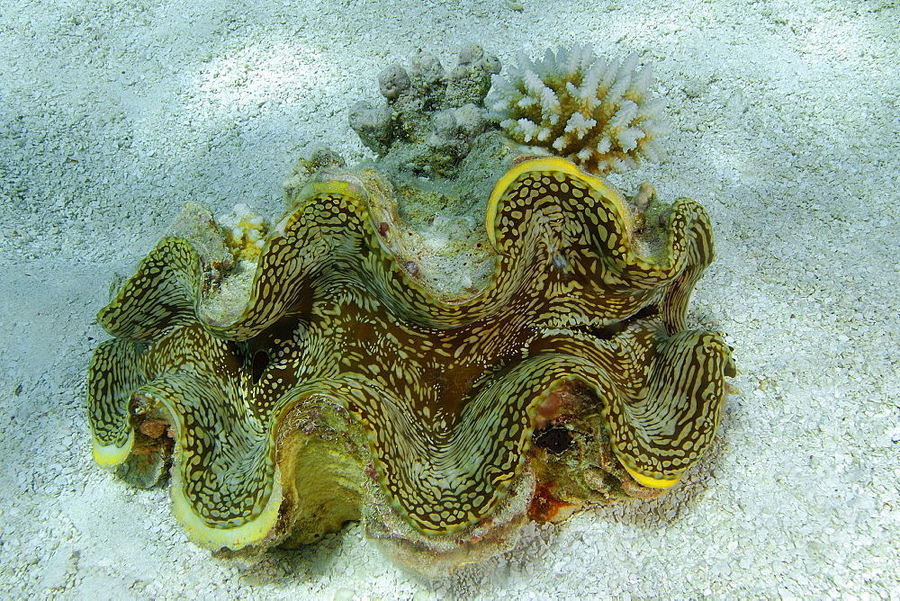 Giant fluted clam (Tridacna squamosa) on sandy bottom, Namu atoll, Marshall Islands, Pacific