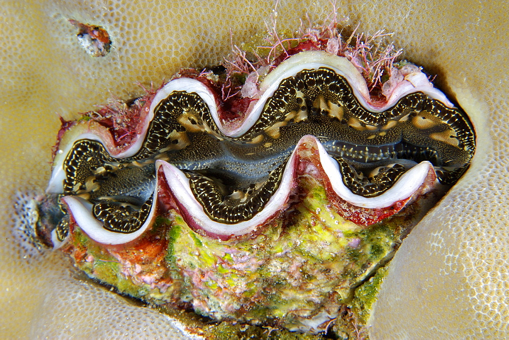 Small giant clam (Tridacna maxima) surrounded by lobe coral (Porites lutea), Namu atoll, Marshall Islands, Pacific