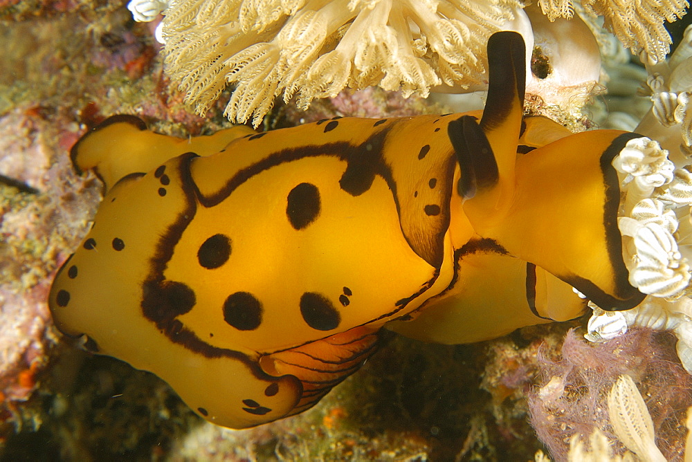 Pleurobranch sidegill slug (Berthella martensi), Puerto Galera, Mindoro, Philippines, Southeast Asia, Asia
