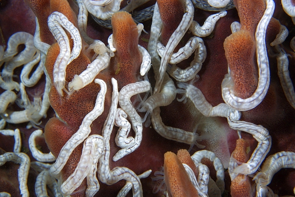 Sea cucumbers (Synaptula sp.) on giant barrel sponge (Xestospongia testudinaria), Dumaguete, Negros Island, Philippines, Southeast Asia, Asia