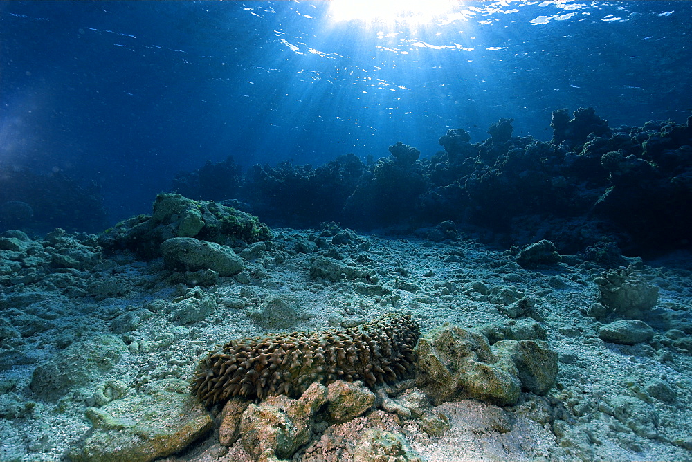 Giant sea cucumber (Thelenota ananas) on sandy bottom,  Ailuk atoll, Marshall Islands, Pacific