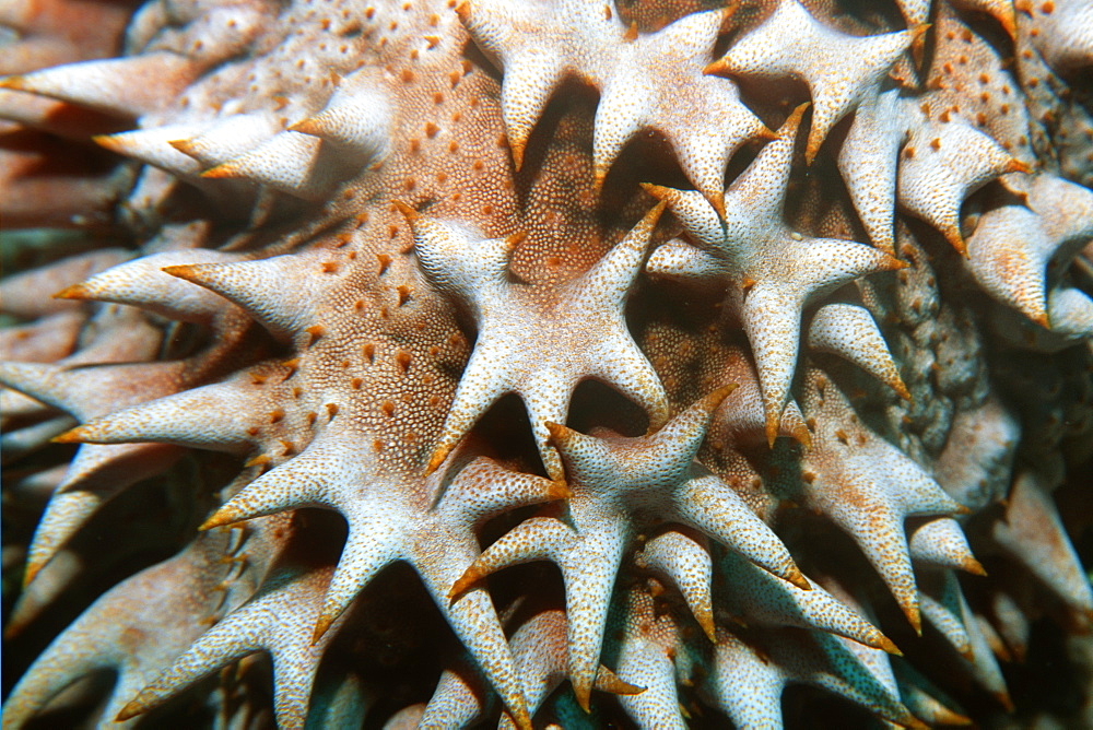 Giant sea cucumber (Thelenota ananas), detail, Rongelap,  Marshall Islands, Pacific