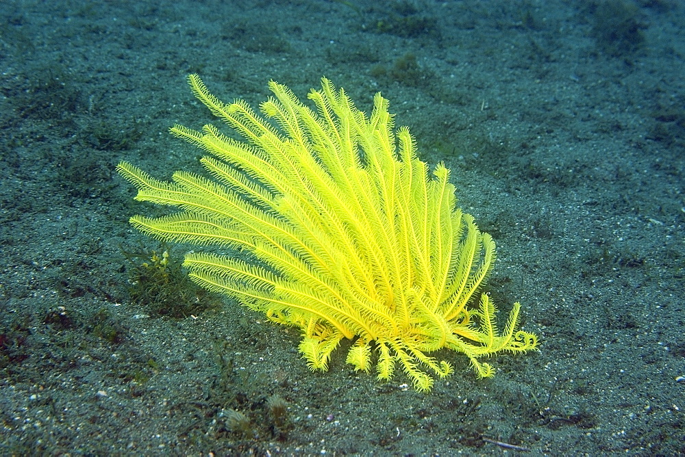 Yellow feather star (crinoid) alone in the sand, Dumaguete, Negros, Philippines, Southeast Asia, Asia