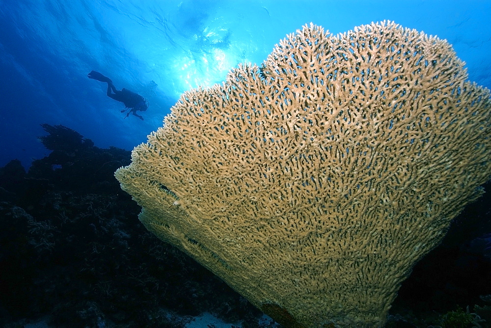 Massive table coral (Acropora sp.), Rongelap, Marshall Islands, Micronesia, Pacific