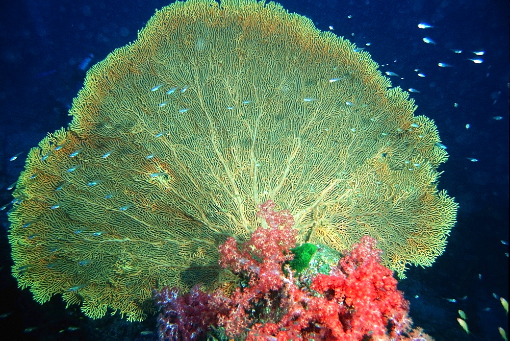 Gorgonian fan (Subergorgia mollis), Similan Islands, Thailand, Andaman Sea, Southeast Asia, Asia