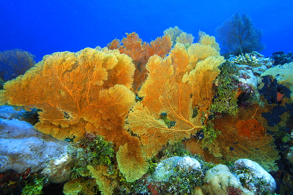 Fan coral (Subergorgia sp.), Namu atoll, Marshall Islands, Pacific