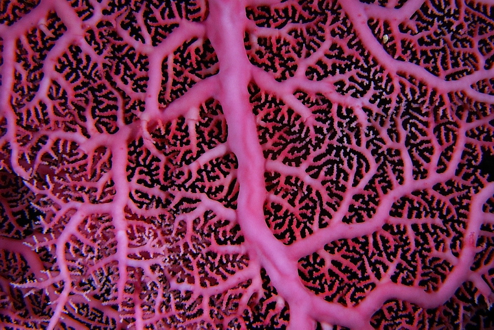 Pink hydrocoral (lace coral) (Stylaster sp.), Namu atoll, Marshall Islands, Pacific