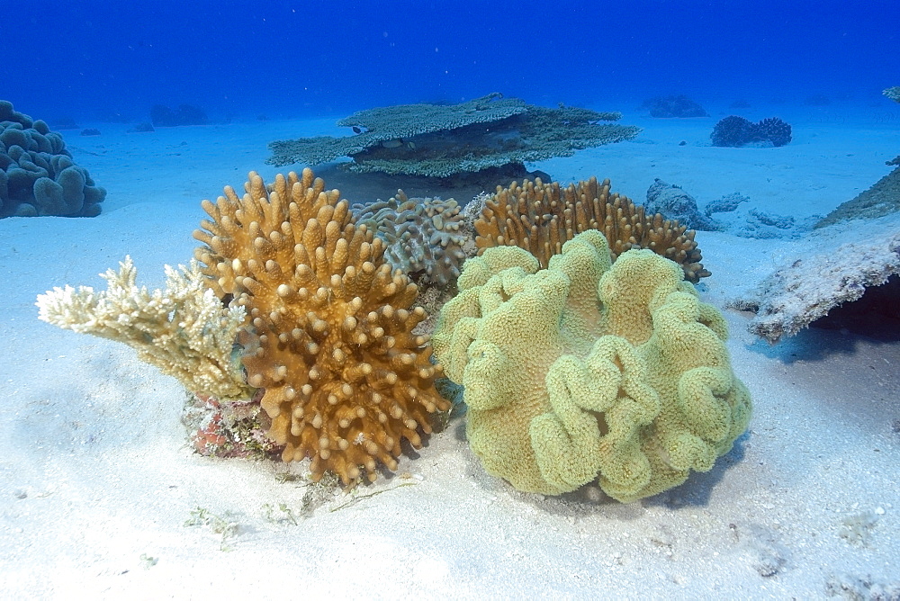 Soft corals (Lobophytum sp.) (Sarcophytum sp.) Rongelap, Marshall Islands, Micronesia, Pacific