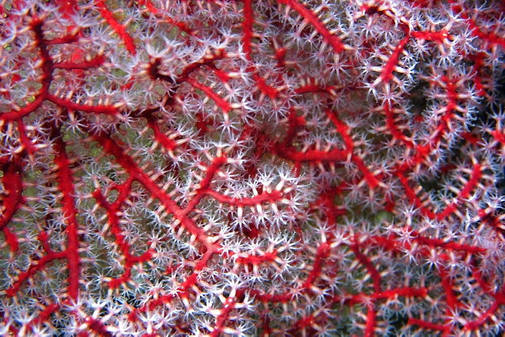 Gorgonian soft coral close-up, Rongelap, Marshall Islands, Micronesia, Pacific