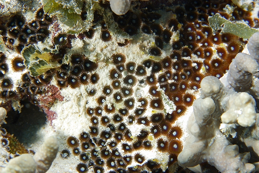 Zoanthids, Rongelap, Marshall Islands, Micronesia, Pacific